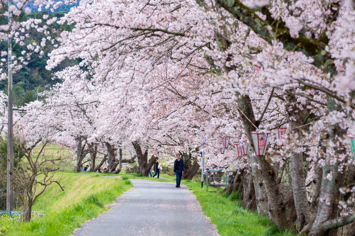 Let's enjoy cherry blossom viewing in Tottori | Tottori Tourism Guide
