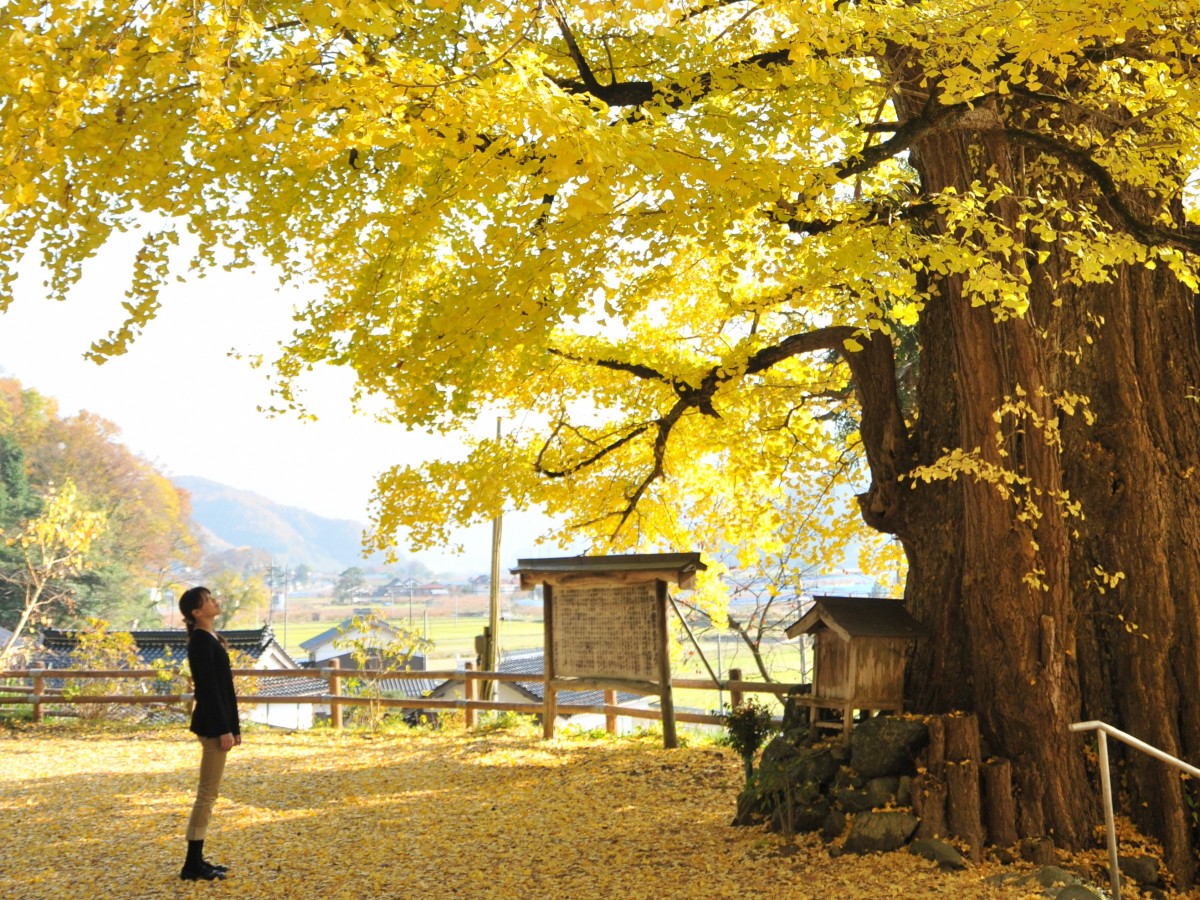 鳥取紅葉地圖