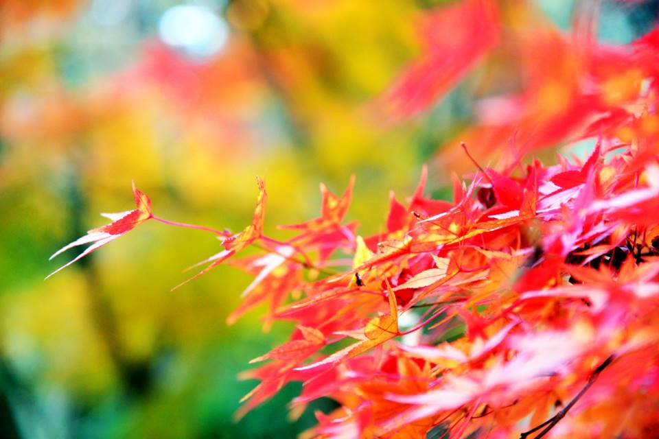 鳥取紅葉地圖 鳥取縣觀光導覽 鳥取紅葉地圖 鳥取縣觀光導覽